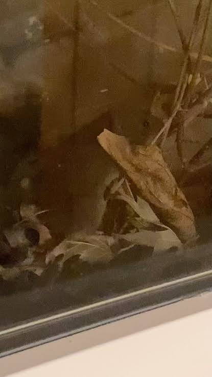 I was woken up by something rustling in my window well, and I found this  little one trying to escape. At first, critter freaked me out, but I stuck  a broom down into there, so it could climb out. | ...