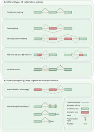 Alternative splicing is a mechanism by which different proteins can be produced from a single gene by means of using alternative splicing sites to produce different mrnas. Rna Splicing Circulation Research