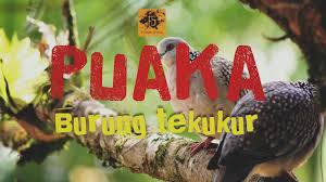 Feel free to download all of these desktop background pictures of nature for free. Puaka Burung Tekukur Fiksyen Shasha