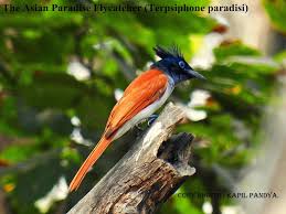 National Park Birds Colorful Nature Birds Of Sanjay Gandhi National Park Mumbai Sanjay Gandhi National Park National Parks Cardinal Birds