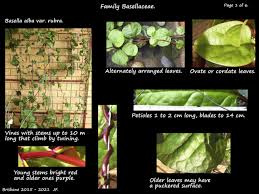 Image result for Basellaceae