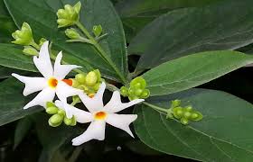 Summer season flowers list :(গ্রীষ্মের ফুল গাছ). Top 5 Beautiful Spring Flowers For Your Garden Bproperty