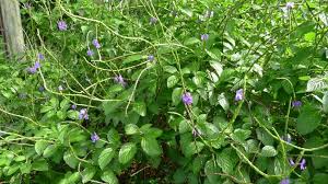 Image result for Stachytarpheta cayennensis