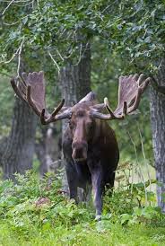 Beautiful Bull Moose Moose Animals Wild