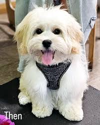 Challenger Veterinary Hospital 的个人主页