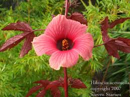 Image result for Hibiscus noldeae