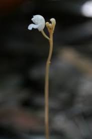 Image result for Didymoplexis