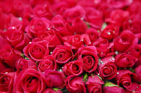 10 صور قلوب حمراء رومانسية وورود جميلة