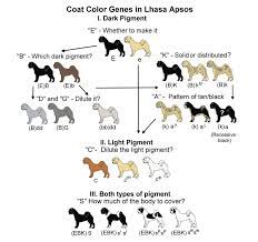 Genetic Chart For Coat Color Banho E Tosa