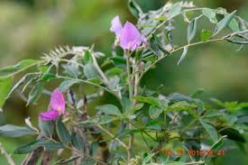 Image result for Mundulea