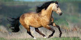A stiff, firm, starched cotton cloth with a smooth surface and napped back. Buckskin Horse What Should You Know Our World Of Horses