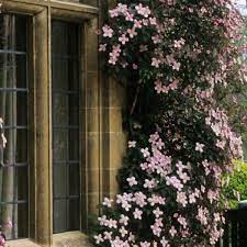 In simple words, climbers here refer to the plants that grow upwards using a support (bigger plants, trees, poles or other artificial means). How To Choose And Grow The Best Clematis Varieties