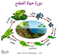 رسم دورة حياة الحيوانات للاطفال مراحل نمو الحيوان بالصور بالعربي نتعلم Farm Animals Activities Animal Activities Mario Characters