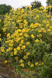 Image result for Phlomis fruticosa
