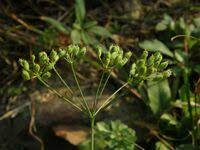 Image result for Agrocharis pedunculata