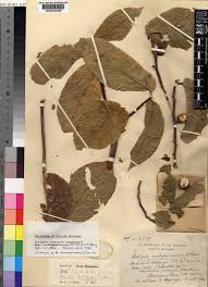 Image result for Antiaris