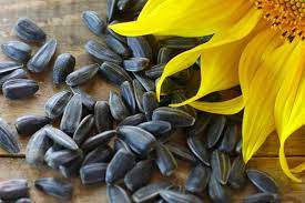 What Is Black Oil Sunflower Seed
