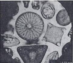 Resultado de imagen para microscopio de leeuwenhoek  de la Universidad de Utrecht