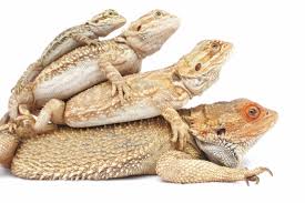 bearded dragon care 2019 the ultimate guide for beginner