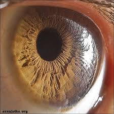 Insan Gozu Kac Megapikseldir Sanal Ulke Beautiful Eyes Eye Drawing Realistic Eye Drawing