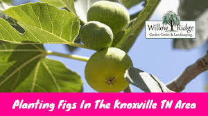 Traditional pruning to a central leader is recommended. Planting Figs In The Knoxville Tn Area Willow Ridge Garden Center Landscaping