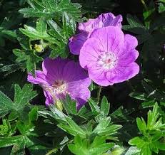 Geranien Oder Pelargonien Schluss Mit Den Verwechslungen Geranien Pink Lila Pink