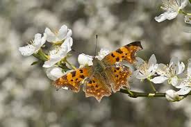 Image result for Polygonia c-album