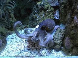 Pet Octopus 6 Images Http Fishietank Com Pet Octopus