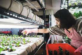 India S Hydroponic Farmers Are Building Businesses Agritecture This means growers don't need to be experts.