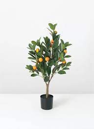 Brayden Studio Orange Tree In Pot Potted Trees Orange Plant Indoor Fruit Trees