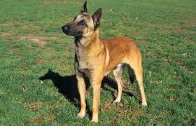 Maybe you would like to learn more about one of these? Belgian Malinois Breed Information
