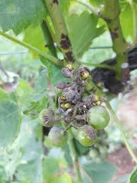 Image result for Uncinula necator