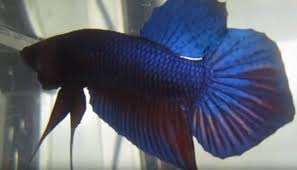 You'll find a high quality of healthy and colorful betta fish for sale. Rjkeubsgtdxym