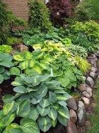 Hosta Garden Perfect For The Shady Corner In Our Backyard And Stones Are Already Laid Out So I Just Have To Plant And Let Hosta Gardens Plants Shade Plants