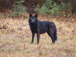Who S Afraid Of The Big Bad Beautiful Wolf 56 Pics Black Wolf Wolf Dog Beautiful Wolves