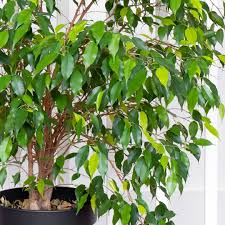 Image result for Ficus benjamina