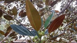 Image result for Ficus muelleriana