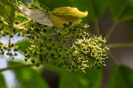 Image result for Astropanax