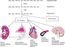 Check spelling or type a new query. Renin Angiotensin Aldosterone System Springerlink
