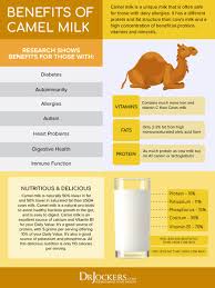 Camel milk has supported bedouin, nomad and pastoral cultures since the domestication of camels millennia ago. Camel Milk 8 Benefits Reasons To Give It A Try Drjockers Com