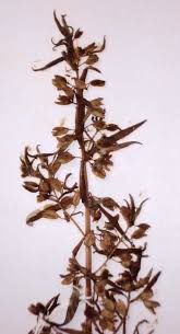 Image result for Bacopa floribunda