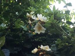 Image result for Oncoba