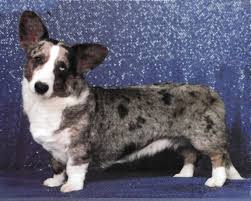 Colors of the Cardigan Welsh Corgi ...
