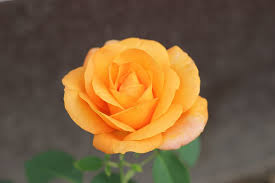 Download this free hd photo of flower, rose, plant and blossom by ergita sela (@gitsela). Orange Rose Golden Medal 1080p 2k 4k 5k Hd Wallpapers Free Download Wallpaper Flare