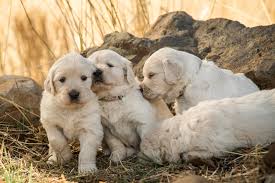 Golden retriever puppies washington classifieds. Breeder Spotlight Council House Golden Retrievers In Idaho Valor K9 Academy