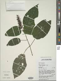 Image result for Monothecium glandulosum