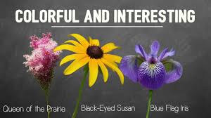All milkweeds not only have beautiful flowers, but. Native Plants Prairie Land Conservancy