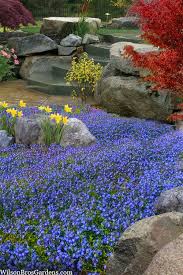 Image result for Veronica abyssinica