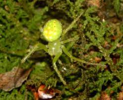 There's a small spider on my curtain in my bedroom and it sometimes play dead. Small Bright Green Spider Araneus Cingulatus Bugguide Net