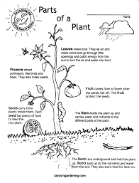 Why is it important that the stigma be made of a sticky material? Parts Of A Plant Coloring Pages